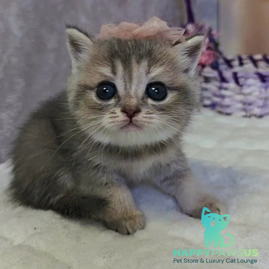 Ursula British Shorthair female blue tortie ticked tabby - live animals