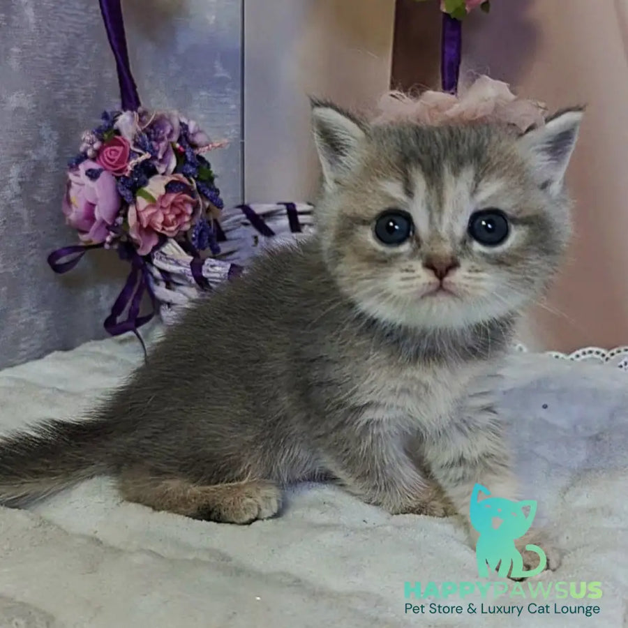 Ursula British Shorthair female blue tortie ticked tabby - live animals