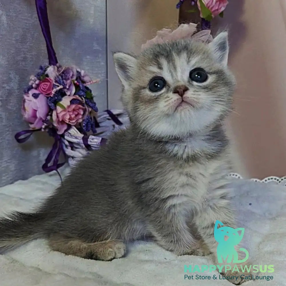 Ursula British Shorthair female blue tortie ticked tabby - live animals
