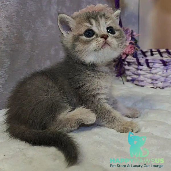 Ursula British Shorthair female blue tortie ticked tabby - live animals