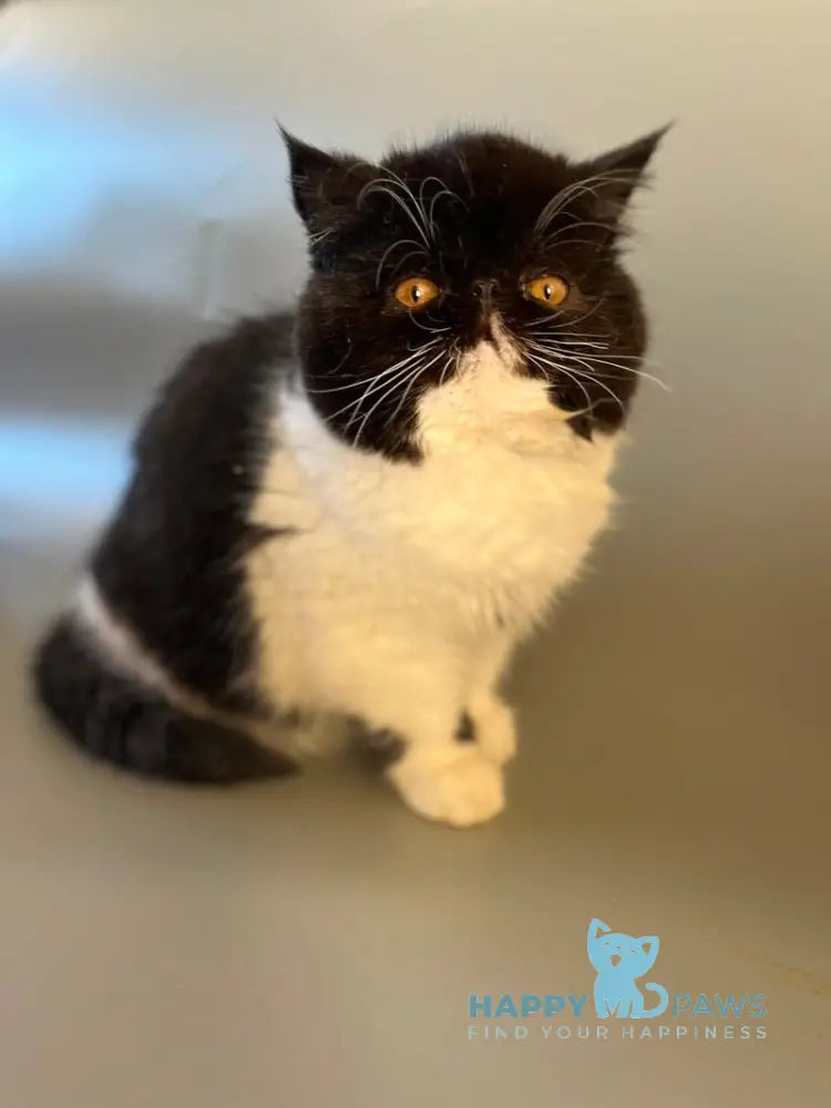 Ursula Exotic female black bicolour live animals