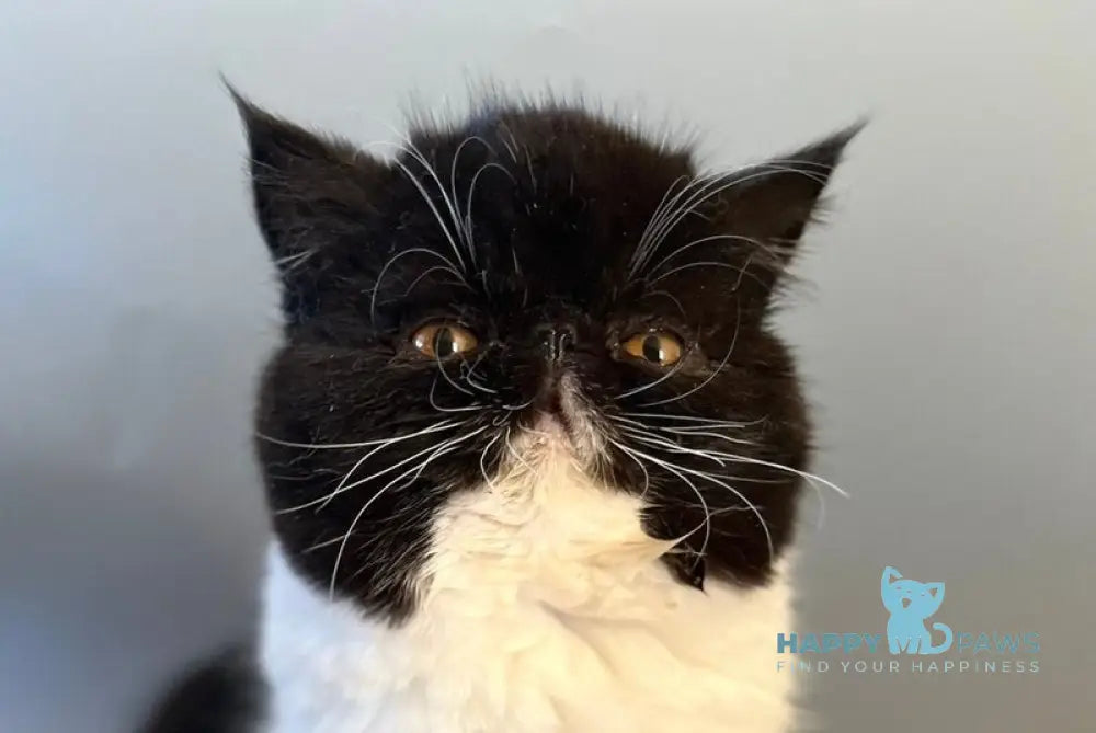 Ursula Exotic female black bicolour live animals