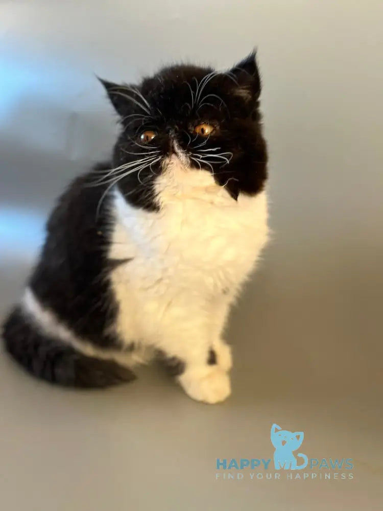 Ursula Exotic female black bicolour live animals