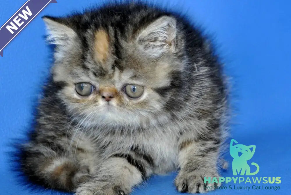 Ursula Exotic female black tortie tabby - live animals