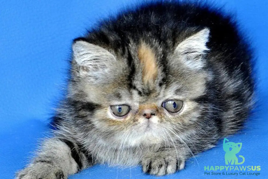 Ursula Exotic female black tortie tabby - live animals