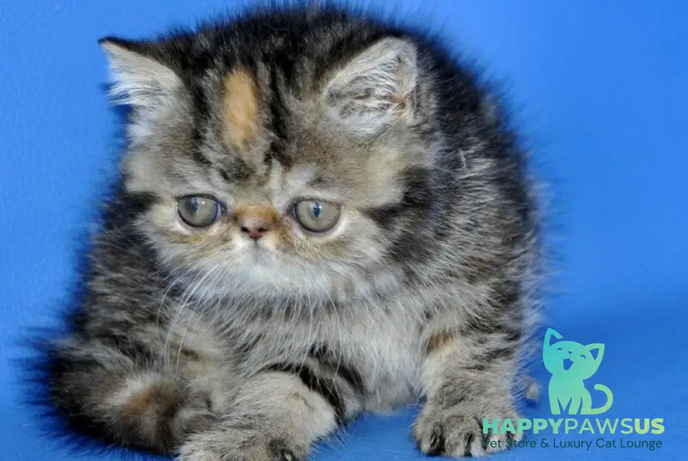 Ursula Exotic female black tortie tabby - live animals