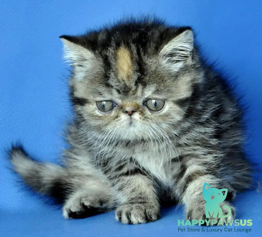 Ursula Exotic female black tortie tabby - live animals