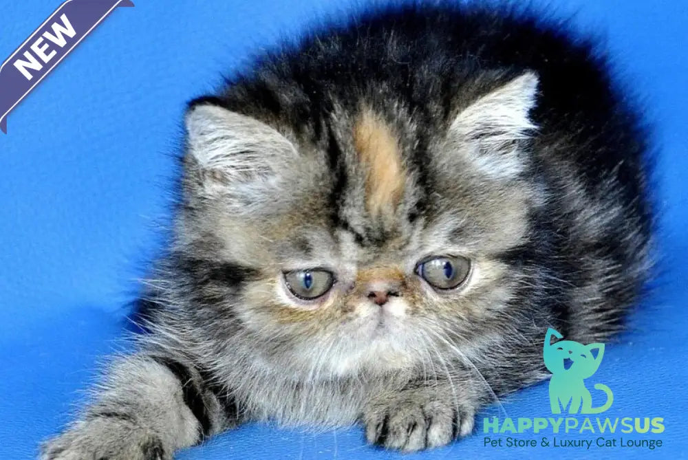 Ursula Exotic female black tortie tabby - live animals