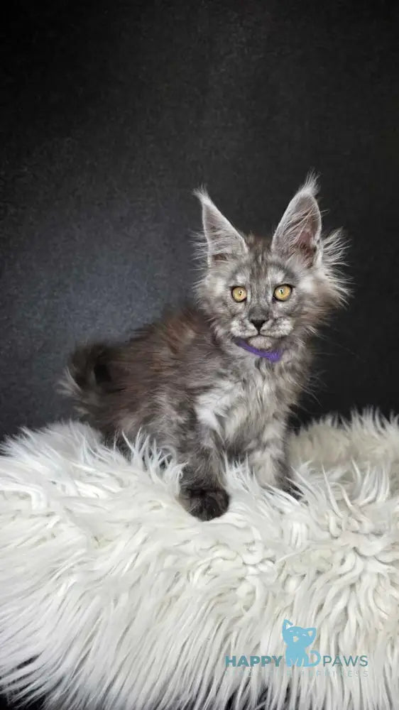 Ursula Maine Coon female black silver live animals