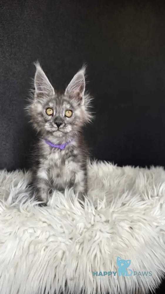 Ursula Maine Coon female black silver live animals