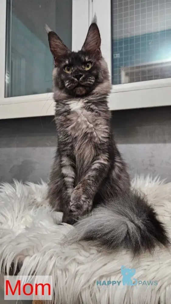 Ursula Maine Coon female black silver live animals