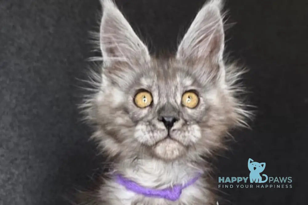 Ursula Maine Coon female black silver live animals