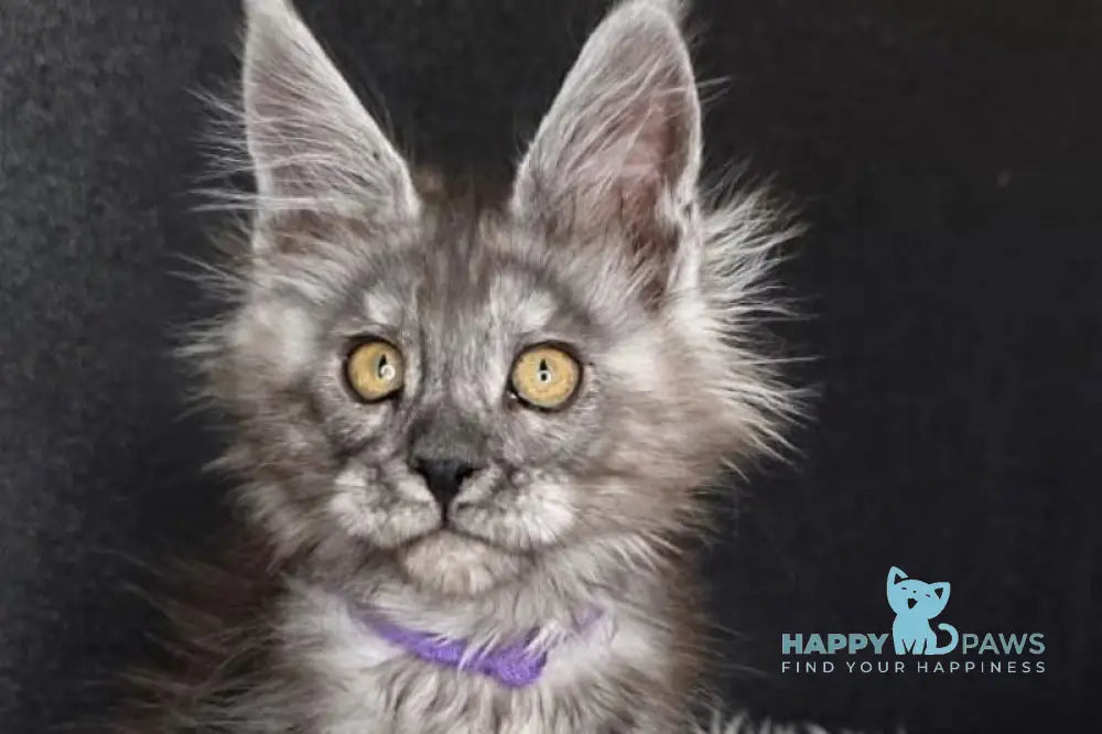 Ursula Maine Coon female black silver live animals