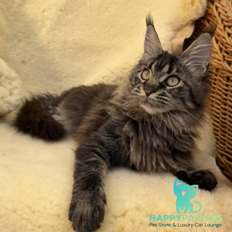 Ursula Maine Coon female black tabby - live animals