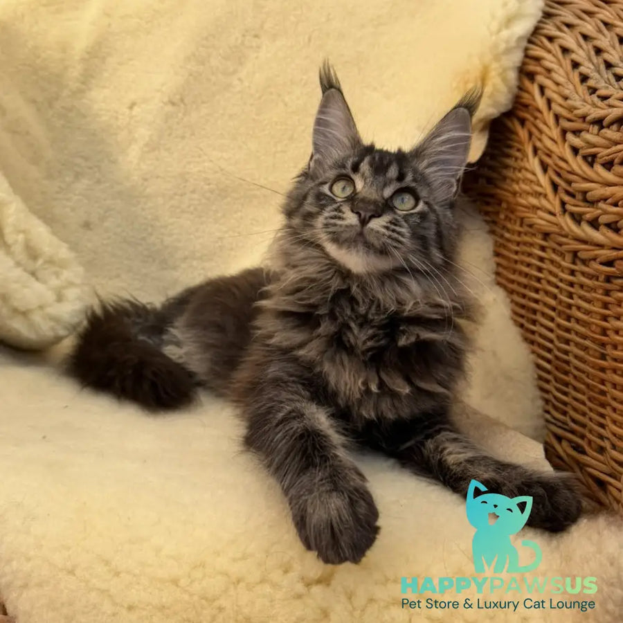 Ursula Maine Coon female black tabby - live animals