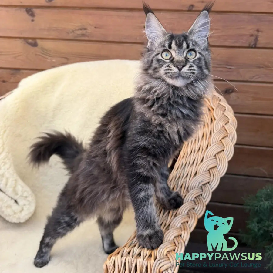Ursula Maine Coon female black tabby - live animals