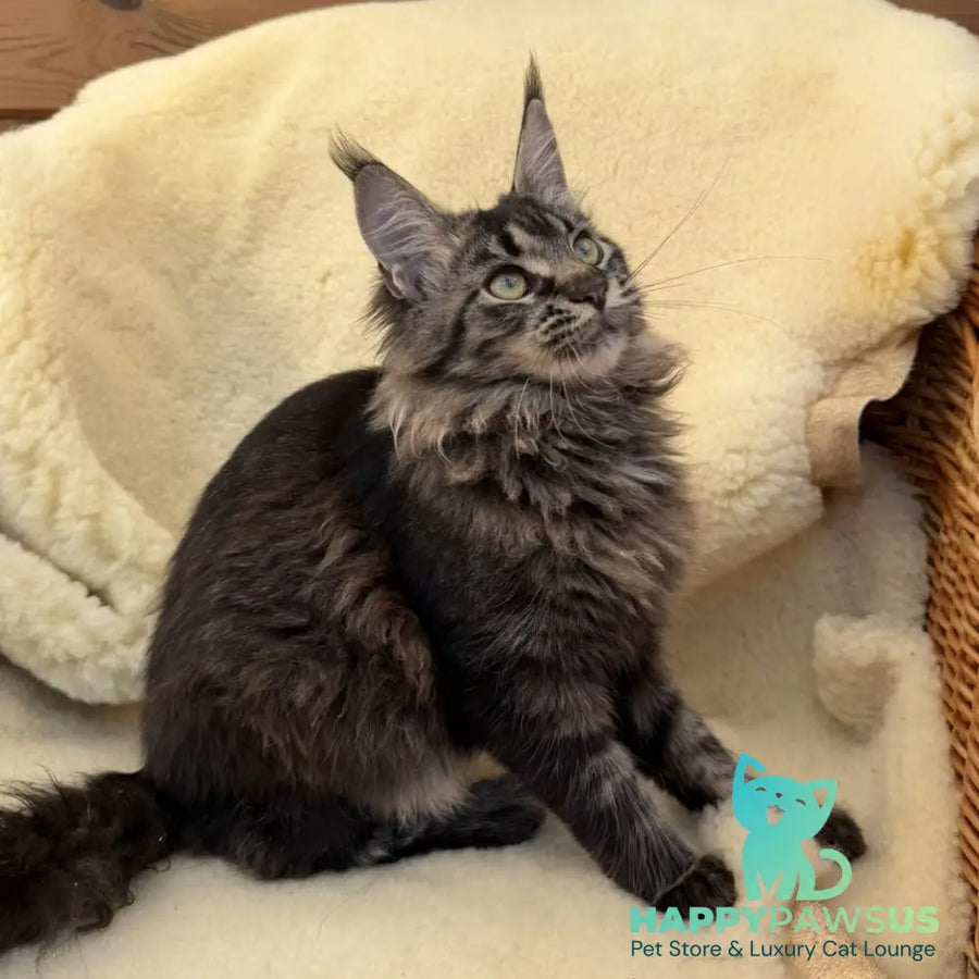 Ursula Maine Coon female black tabby - live animals