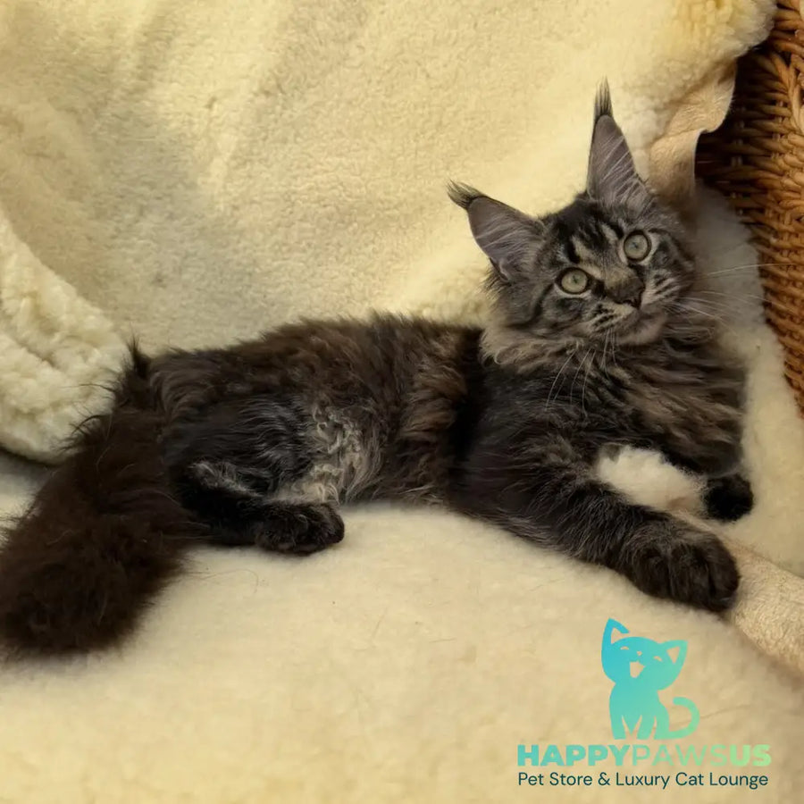 Ursula Maine Coon female black tabby - live animals