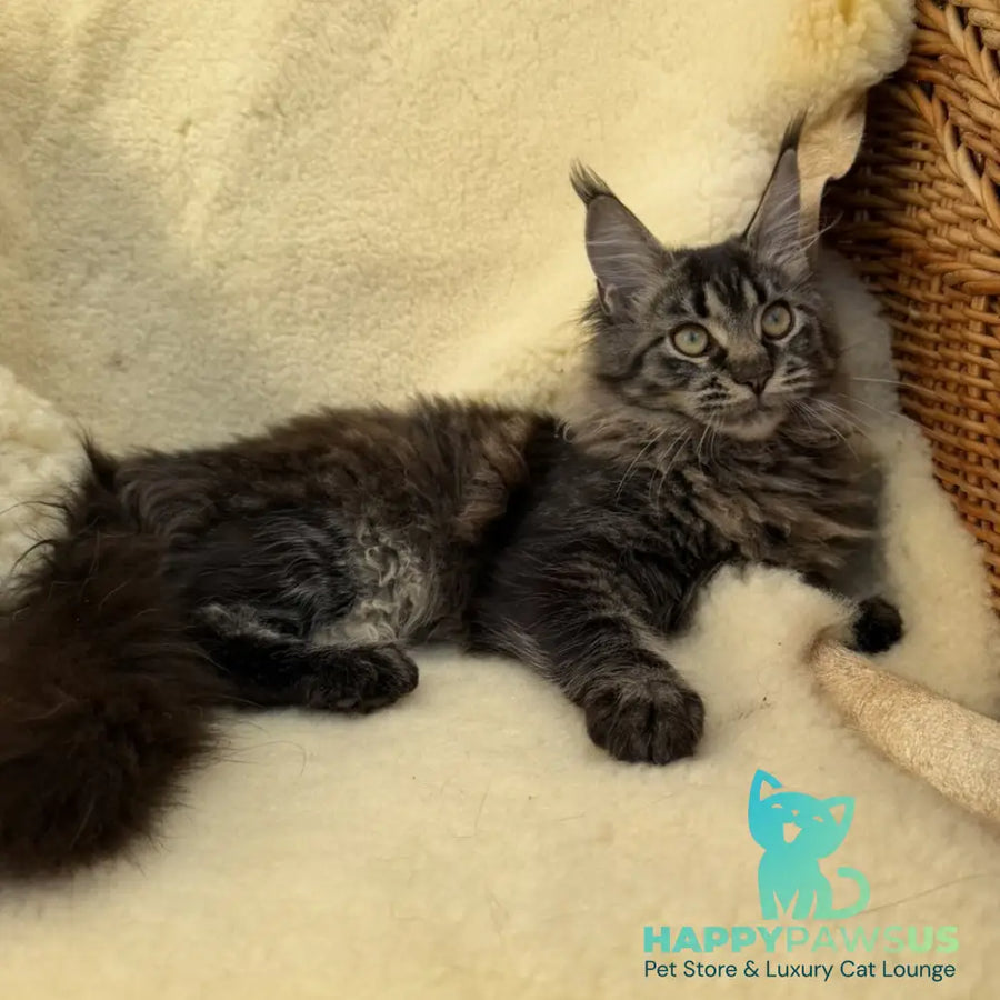 Ursula Maine Coon female black tabby - live animals