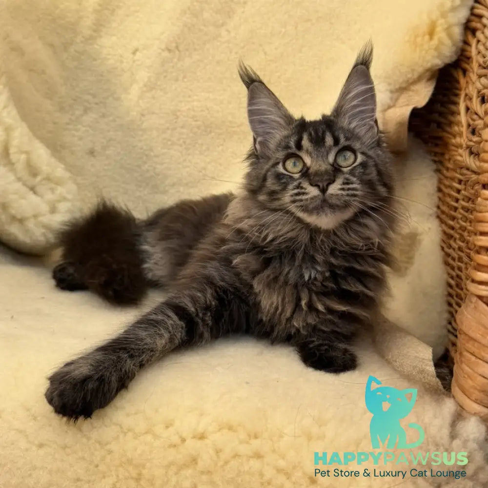 Ursula Maine Coon female black tabby - live animals