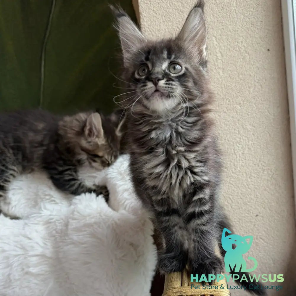 Ursula Maine Coon female black ticked tabby - live animals