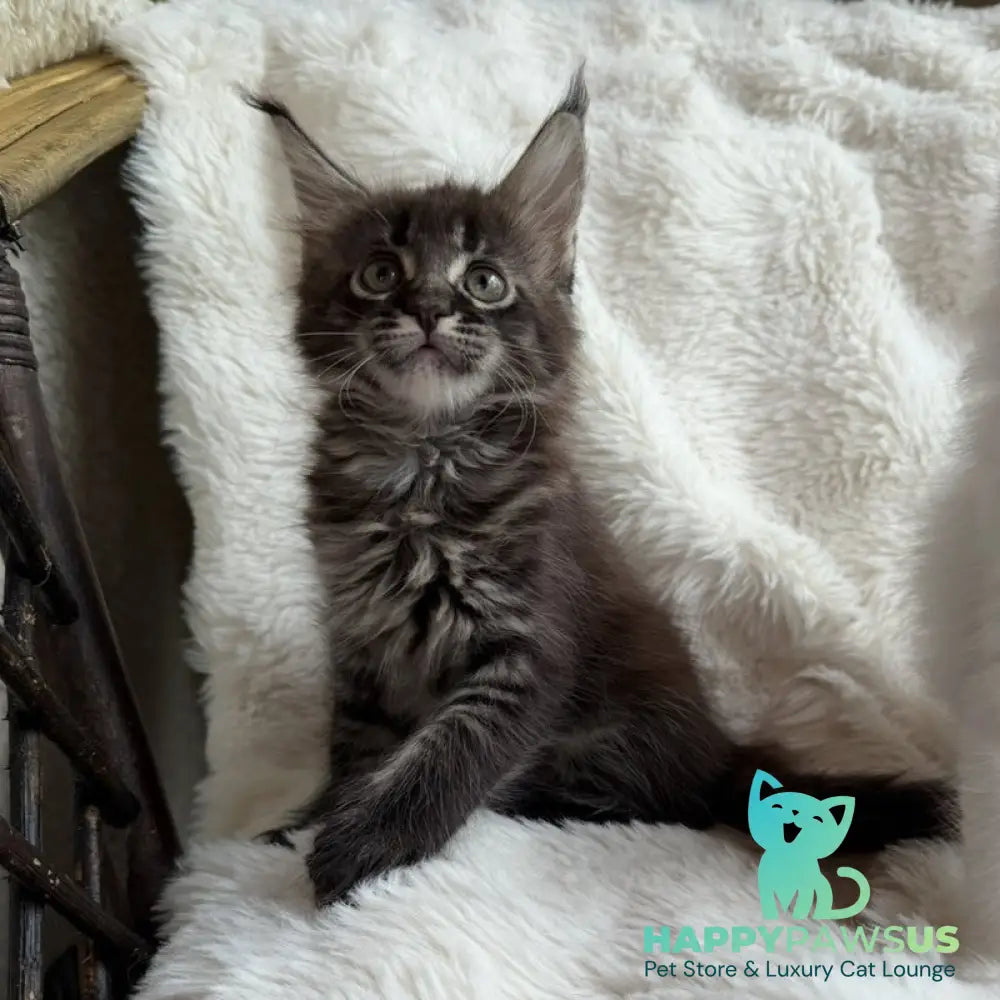 Ursula Maine Coon female black ticked tabby - live animals