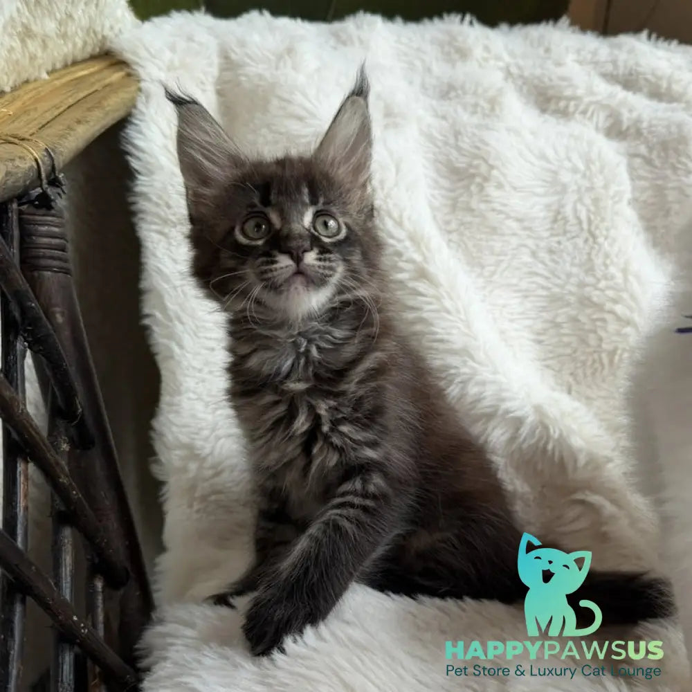 Ursula Maine Coon female black ticked tabby - live animals