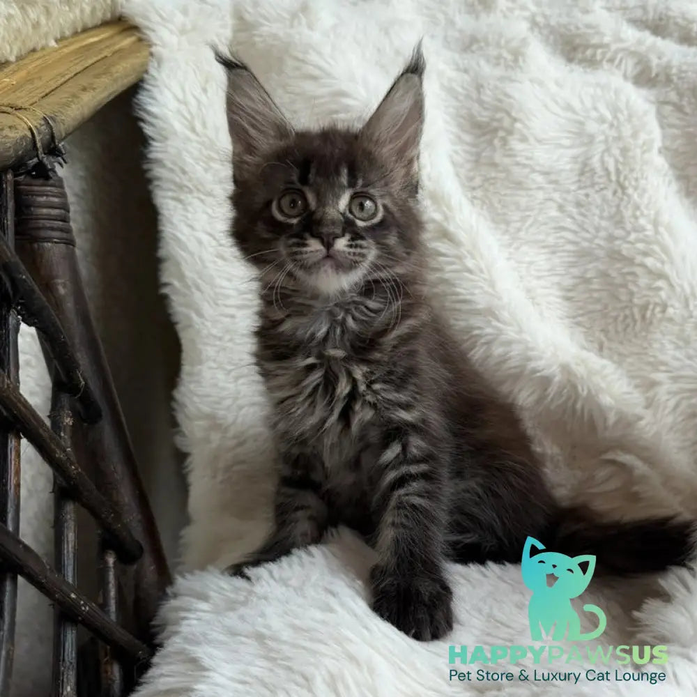 Ursula Maine Coon female black ticked tabby - live animals