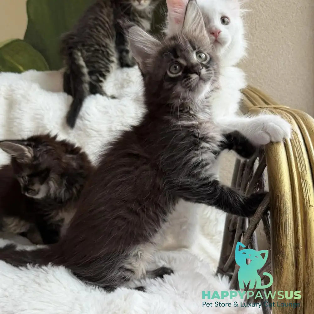 Ursula Maine Coon female black ticked tabby - live animals