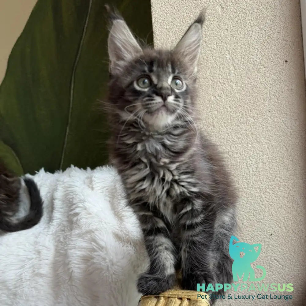 Ursula Maine Coon female black ticked tabby - live animals
