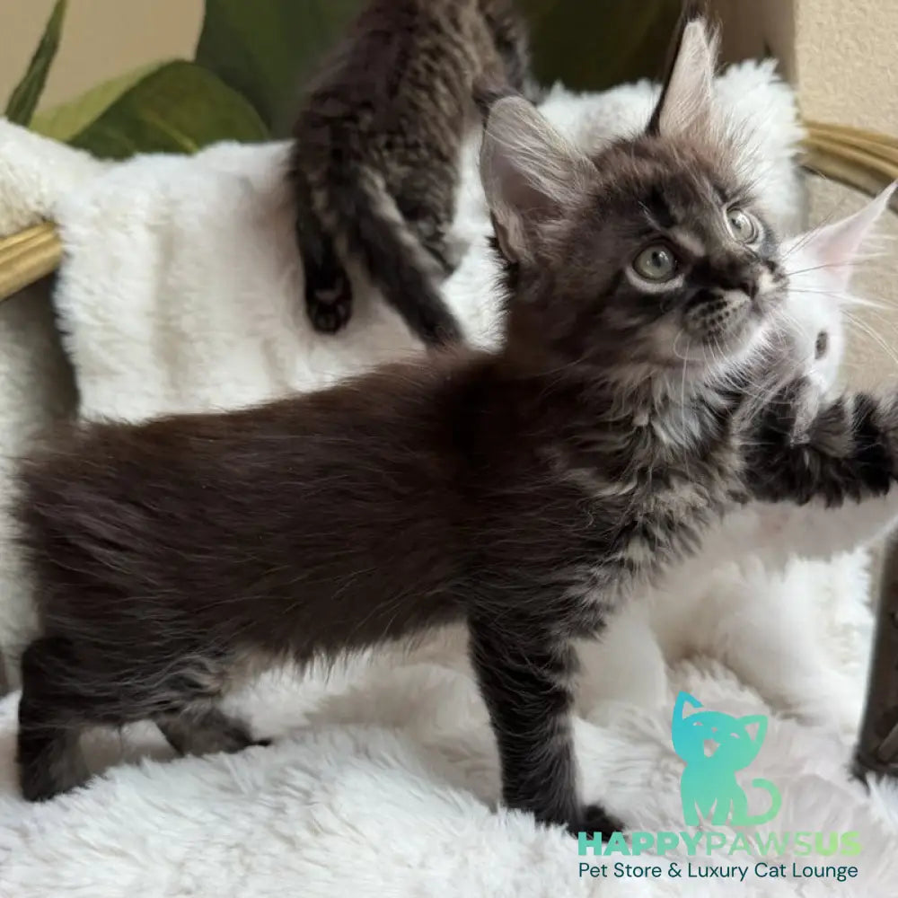 Ursula Maine Coon female black ticked tabby - live animals