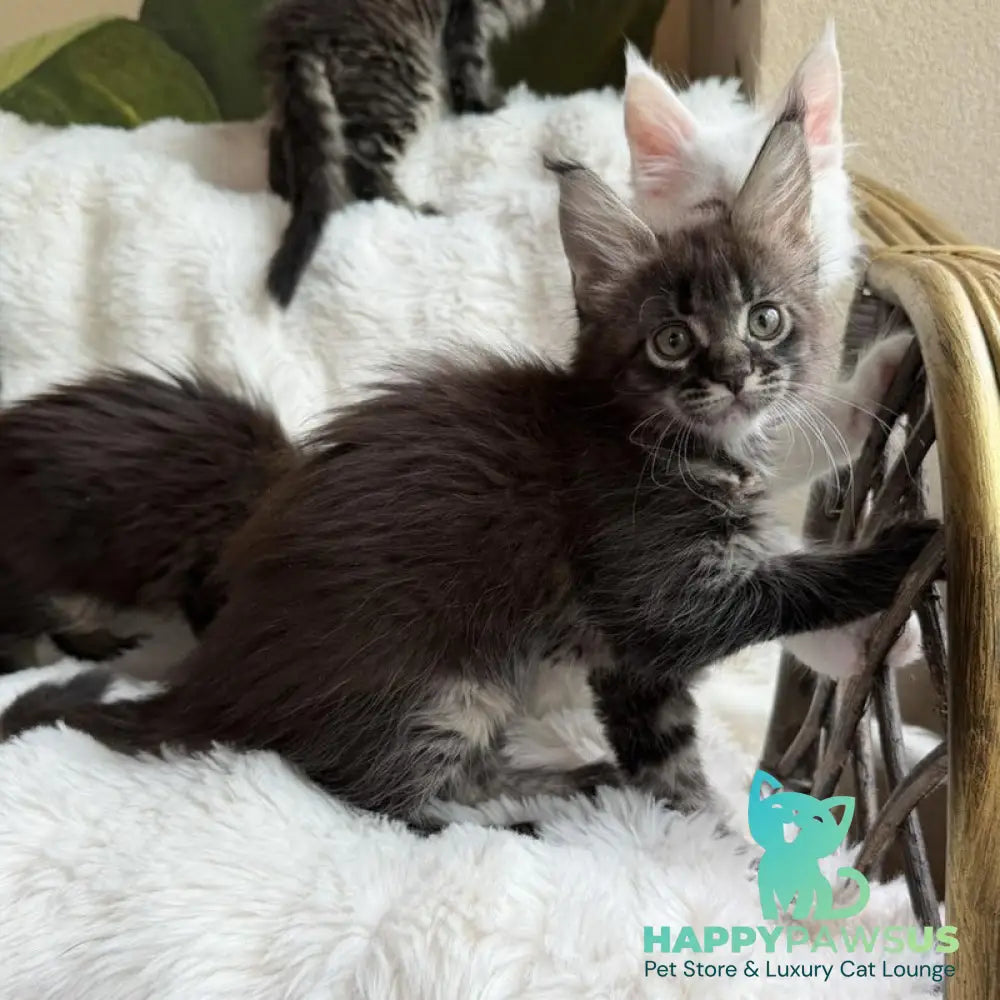 Ursula Maine Coon female black ticked tabby - live animals