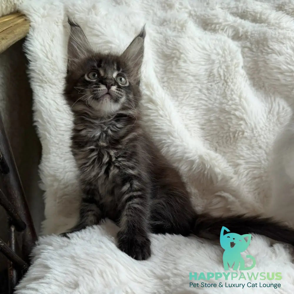 Ursula Maine Coon female black ticked tabby - live animals
