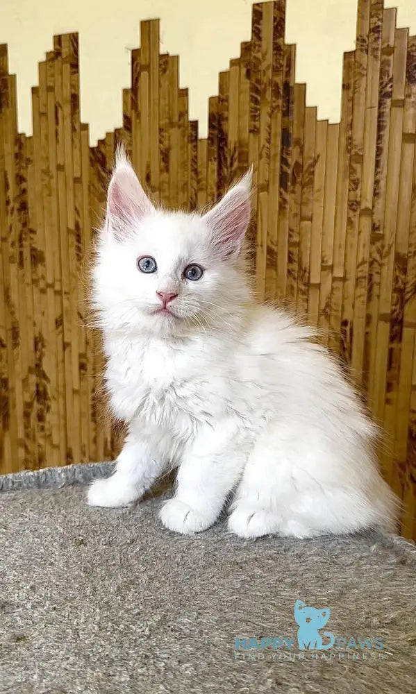 Ursula Maine Coon female white live animals