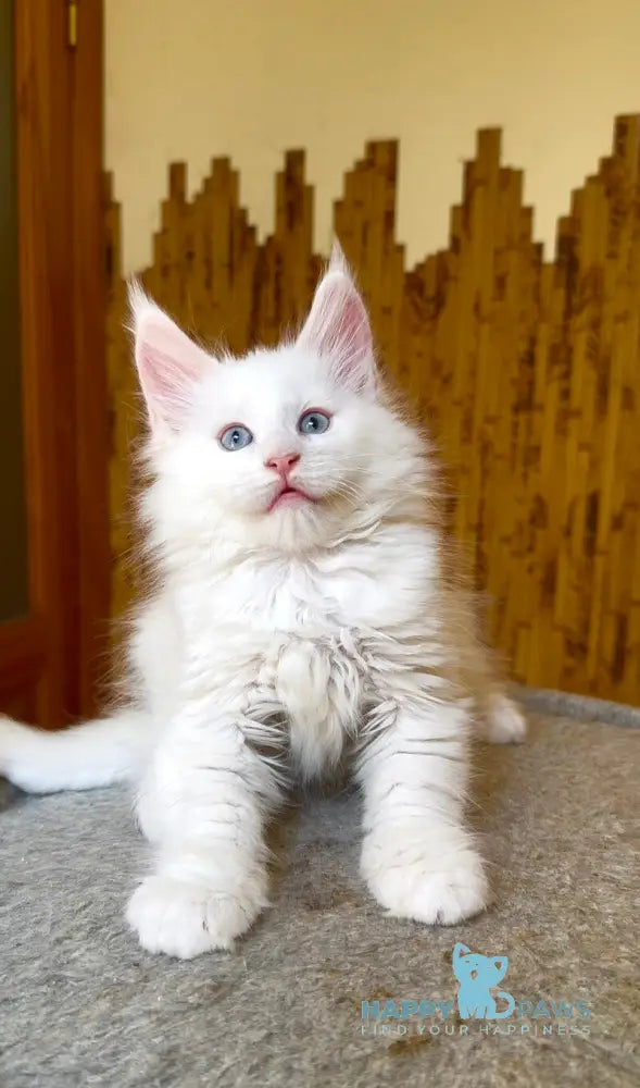 Ursula Maine Coon female white live animals