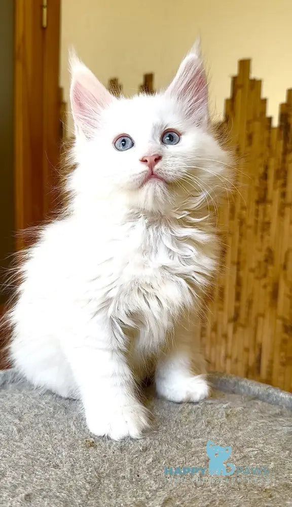 Ursula Maine Coon female white live animals