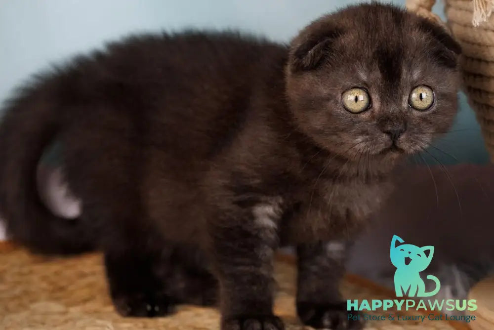 Ursula Scottish Fold female black silver - live animals