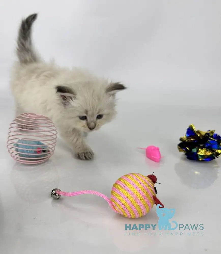 Ursula Siberian female seal lynx pointed live animals