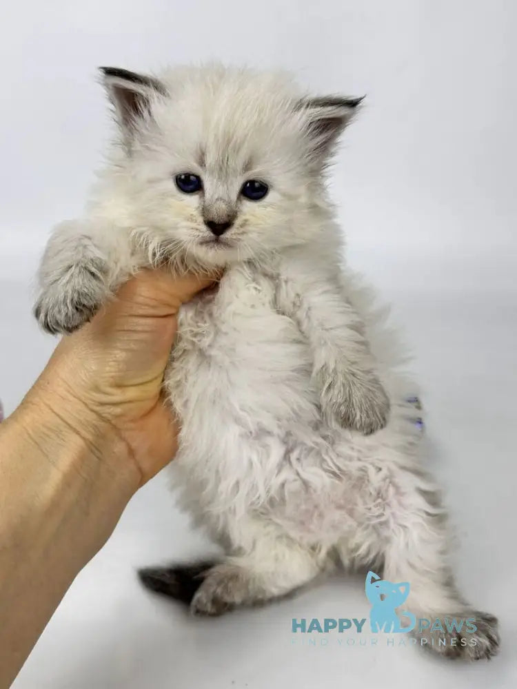 Ursula Siberian female seal lynx pointed live animals