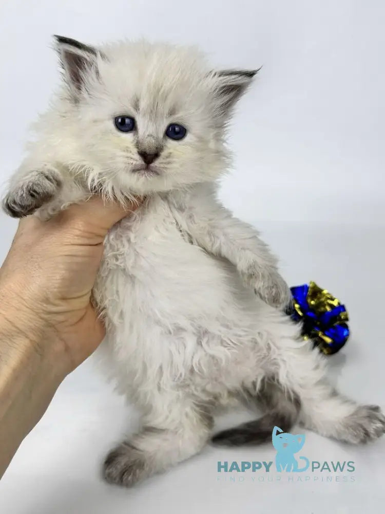 Ursula Siberian female seal lynx pointed live animals