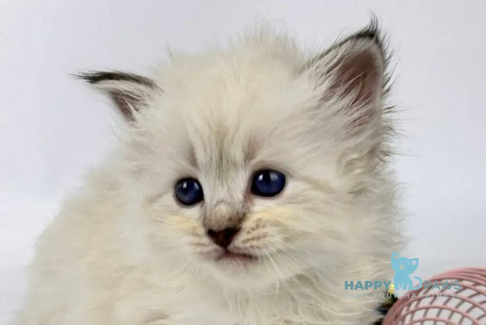 Ursula Siberian female seal lynx pointed live animals