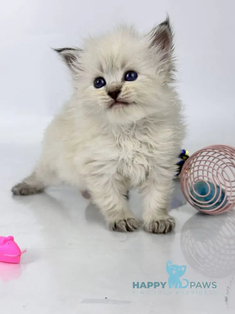 Ursula Siberian female seal lynx pointed live animals