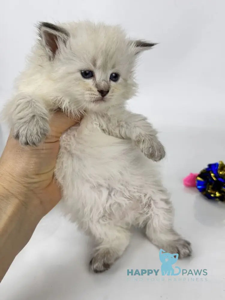 Ursula Siberian female seal lynx pointed live animals