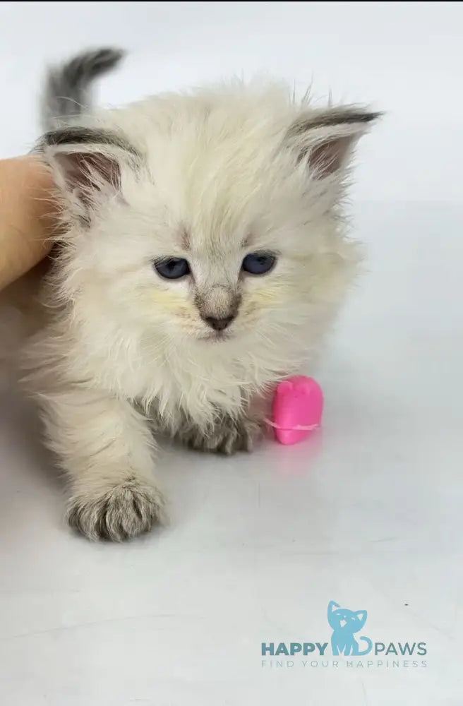 Ursula Siberian female seal lynx pointed live animals