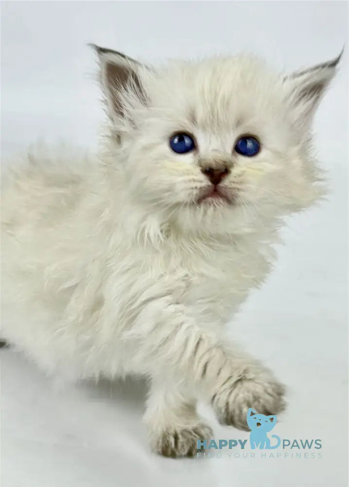 Ursula Siberian female seal lynx pointed live animals