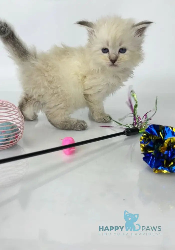 Ursula Siberian female seal lynx pointed live animals