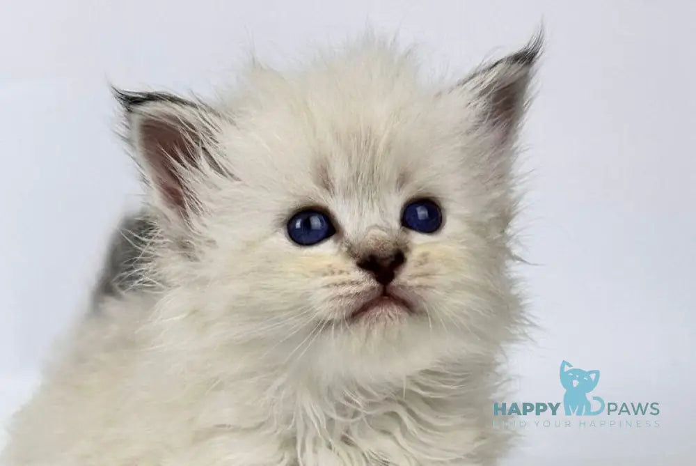 Ursula Siberian female seal lynx pointed live animals