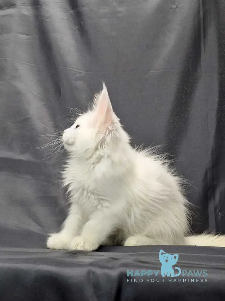 Ursus Maine Coon polydactyl male white live animals