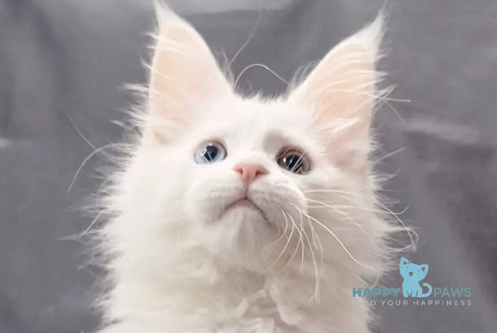 Ursus Maine Coon polydactyl male white live animals