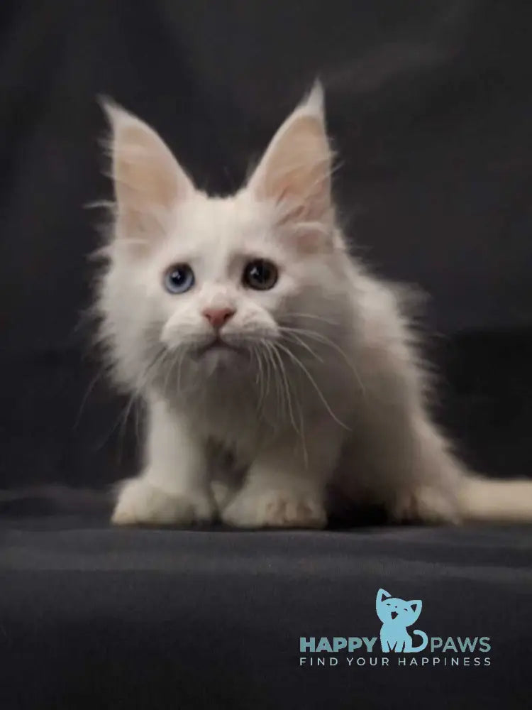 Ursus Maine Coon polydactyl male white live animals